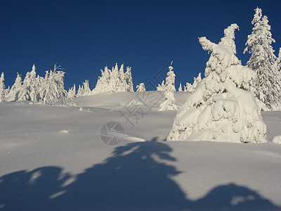 Hafjell的雪白树滑雪图片