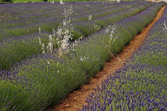 普罗旺斯的紫菜田风景薰衣草地貌蓝色花田场地图片