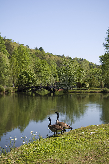 湖边的鹅木头森林溪流树木公园支撑池塘图片