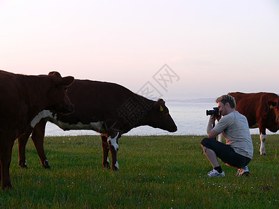 有一头奶牛和一群人一起做模特图片