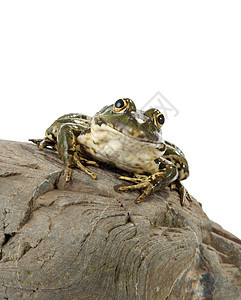 青蛙野生动物家庭生物学鼻子蹼状两栖动物动物绿色白色好奇心图片