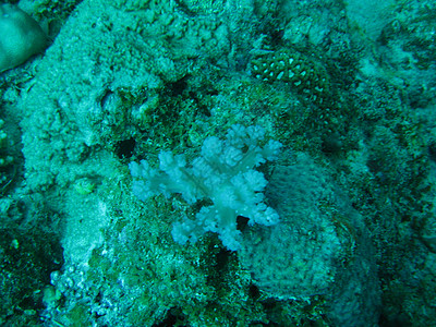 毛里求斯珊瑚岛图片