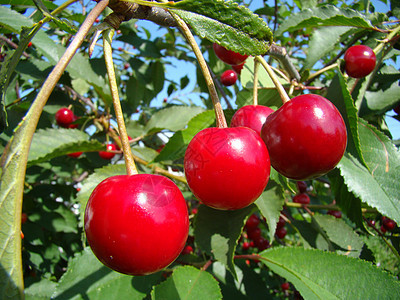 树上的樱桃叶子植物红色花园树叶水果图片