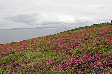 Cap Sizun Kastel Koz 布列塔尼的Heath景观风景地貌红色腐烂荒地图片