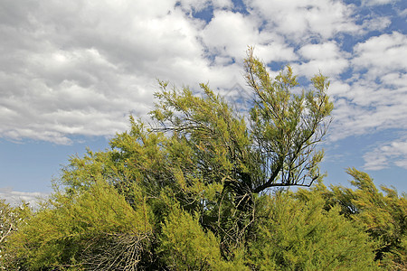 布列塔尼拉莫尔普莱吉附近有云的树木天空风景气氛细节免疫原心情天气地貌图片