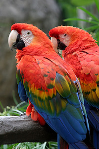 斯嘉丽马考眼睛热带动物鹦鹉翅膀野生动物金刚鹦鹉荒野羽毛动物园图片