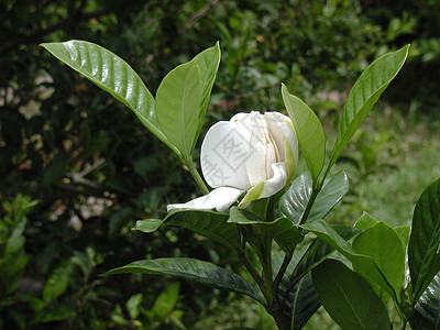 白花园子花树叶园艺栀子花叶子白色植物花园灌木衬套图片