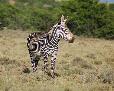 斑布拉角山白色濒危头发黑色荒野鬃毛食草草原动物投标图片