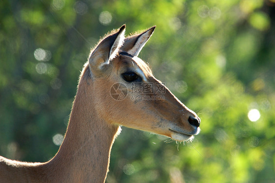 Impala 埃菲塞罗斯梅兰普斯火星动物群野生动物荒野动物男性日落羚羊图片