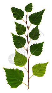 Birch 分支植物群叶子季节长方形刀刃静脉植物树枝披针形树叶图片