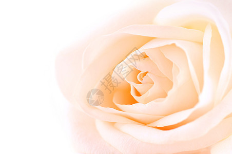 精油米色玫瑰宏观花园压痛钥匙植物婚礼女人味花瓣柔软度投标图片