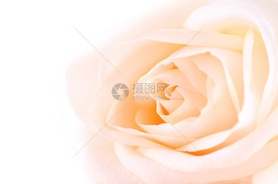 精油米色玫瑰宏观花园压痛钥匙植物婚礼女人味花瓣柔软度投标图片