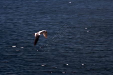海鸥飞过海洋快艇图片