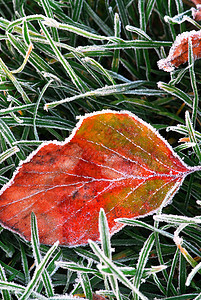 霜叶叶地面树叶叶子水晶碱液磨砂植物冻结冷冻宏观背景图片