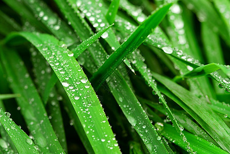 草地上的雨滴叶子宏观生活飞沫场地环境水滴绿色植物生长刀片图片