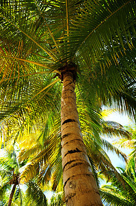 热带森林棕榈树冠图片