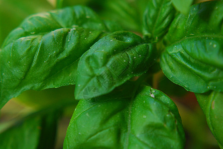 巴西尔厨房香料烹饪植物草本植物花园饮食沙拉背景图片