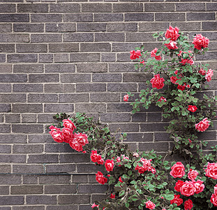 砖墙上的玫瑰分支机构植物群棕褐色红色植物花园灰色建筑角落房子图片