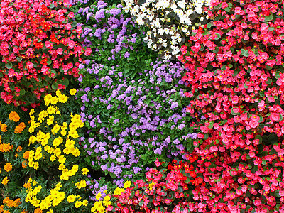 花朵蓝色绿色白色花园红色树叶植被植物土壤紫色图片