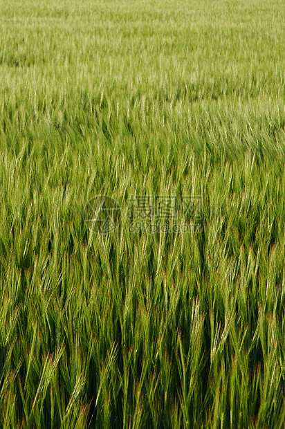 绿野农村场地植物收成农业稻草粮食植物群生长食物图片