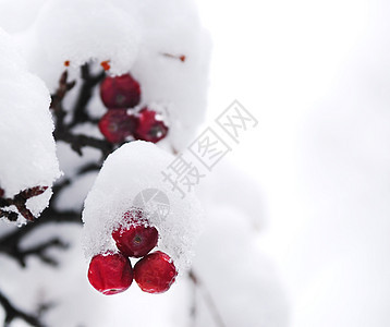 冬季浆果植物分支机构降雪树木衬套公园季节性灌木季节框架图片