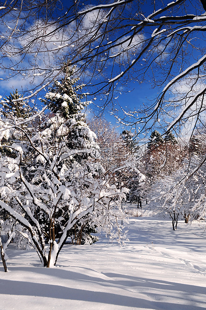 冬季公园季节森林风景树木降雪阳光木头蓝色场景荒野图片