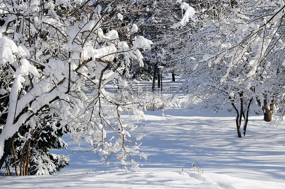 冬季公园阳光分支机构树木风景蓝色降雪天空木头场景荒野图片