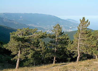 山峰的树木图片