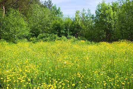 黄色田地颜色的草地植物花园橙子绿色植物群花瓣墙纸花束图片