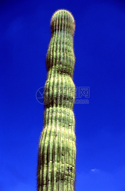 萨瓜罗仙人掌沙漠植物图片