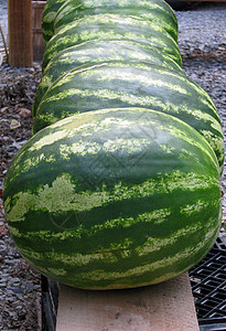 线内西瓜水果白色桌子甜瓜团体条纹圆形木头绿色蔬菜图片