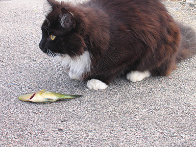 猫和鱼毛皮沥青钓鱼码头尾巴黑色食物舌头灰色自然图片