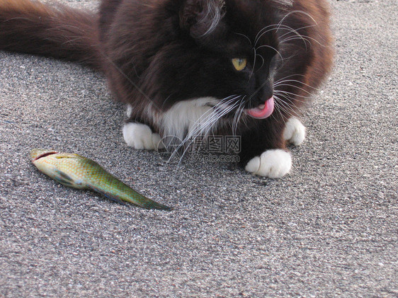 猫和鱼白色黑色自然石头码头灰色爪子食物毛皮尾巴图片