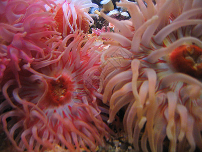 水族馆白色鳗鱼螃蟹红色展示玻璃鲈鱼蓝色游泳反射背景图片