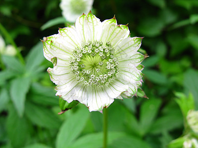 阿斯特兰提亚花瓣白色绿色植物花园叶子图片