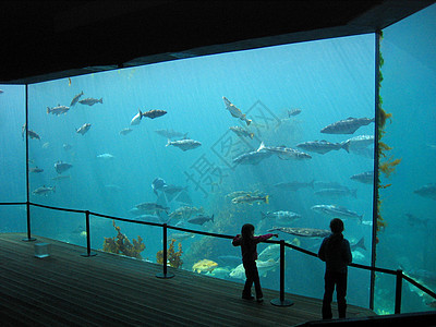 水族馆反射游泳展示鳗鱼白色玻璃红色螃蟹鲈鱼蓝色图片