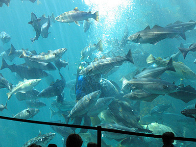 水族馆螃蟹展示鲈鱼玻璃红色蓝色鳗鱼白色游泳反射图片