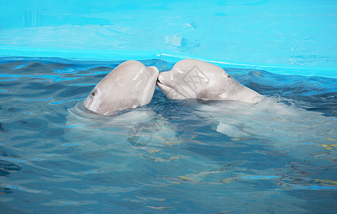 白鲸海滩野生动物力量美人鱼动物成人鲸类潜水小牛灭绝图片