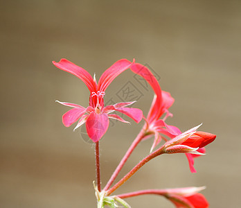 天竺葵花瓣植物花园红色雄蕊图片