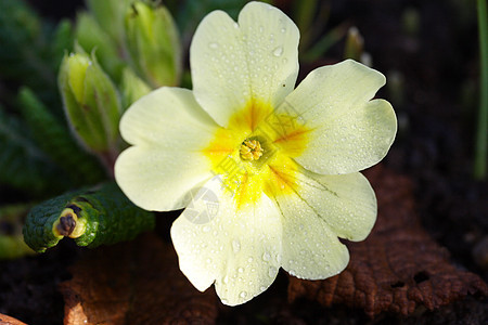长花园季节季节性天鹅绒植物黄色花瓣图片