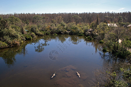 鳄鱼爬行动物森林荒野动物野生动物鼻子游泳闷热灌木丛树木图片