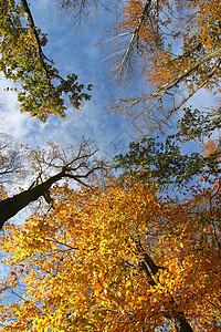 秋树木头森林树叶黄色图片