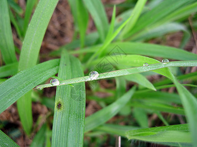 露珠花园草皮场地发芽植物土壤草地后院刀片水滴图片