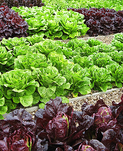 拨款分配额菜园植物青菜种植园花园食物蔬菜生命菜地园艺图片