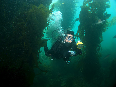 水下摄影师游过Kelp图片