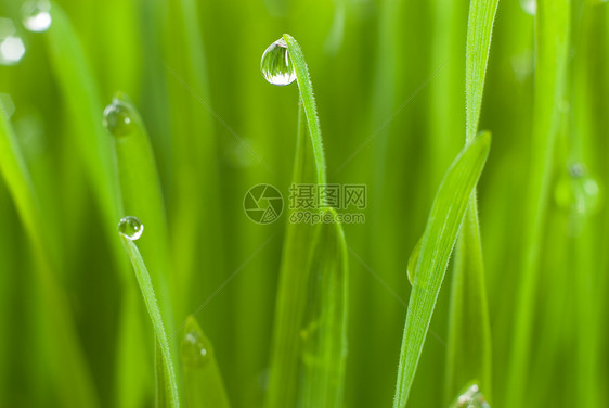 小麦苗苗草药农业小麦区系养分影棚绿色草本植物健康饮食生活方式图片