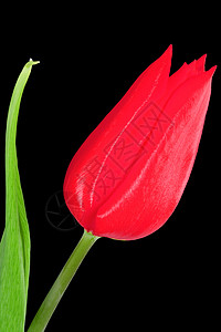 红色郁金图绿色黑色繁荣季节庆典植物植物群叶子花瓣季节性背景图片