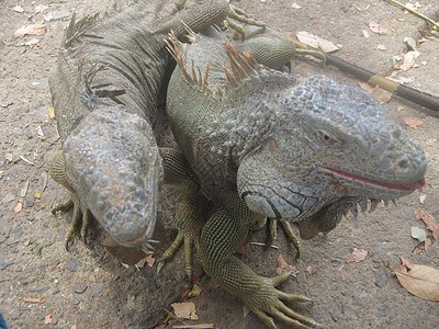 Iguanas岛鬣蜥农场野生动物动物图片