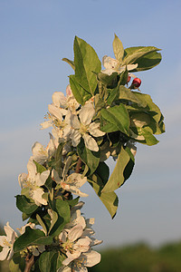 鲜花苹果树绿色天空树叶背景图片