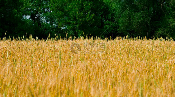 黄色字段玉米阳光大麦绿色小麦蔬菜生长金子场地森林图片